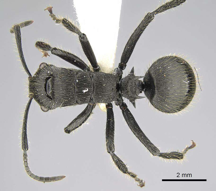 Image of Polyrhachis latispina Emery 1925