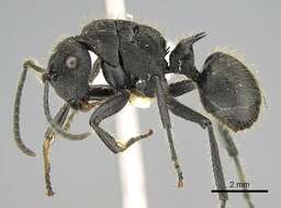 صورة Polyrhachis latispina Emery 1925