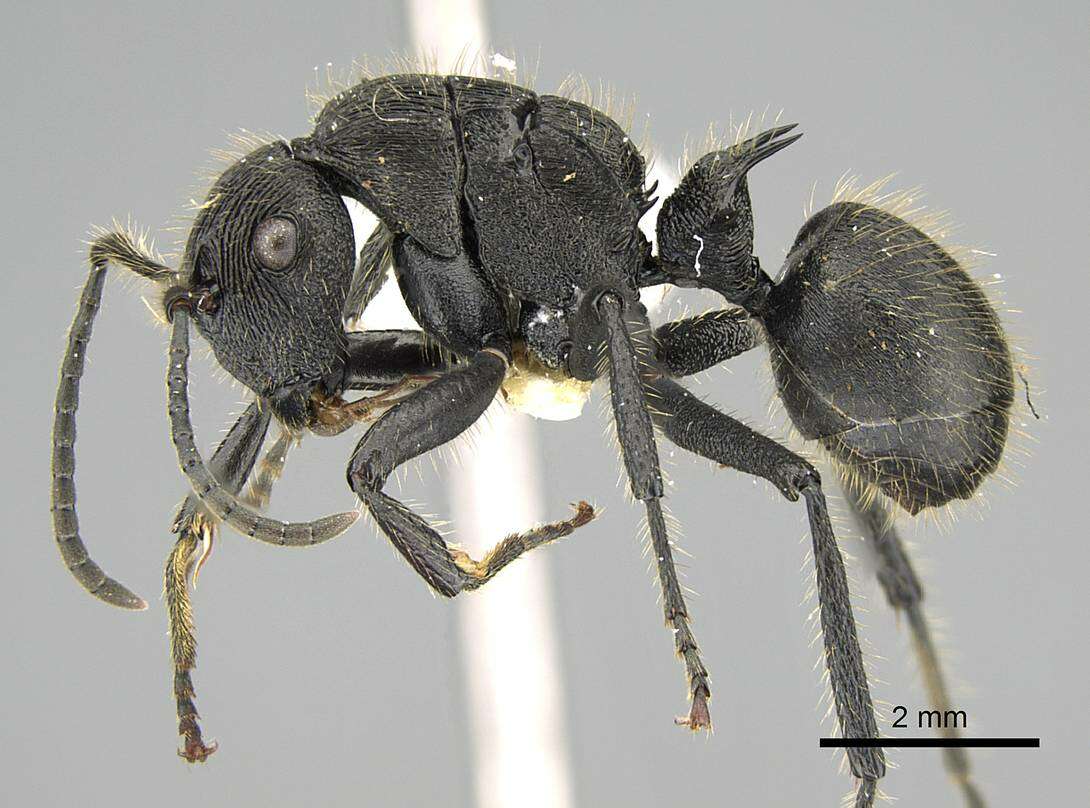 Image of Polyrhachis latispina Emery 1925