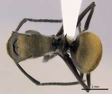 Image de Polyrhachis vigilans Smith 1858