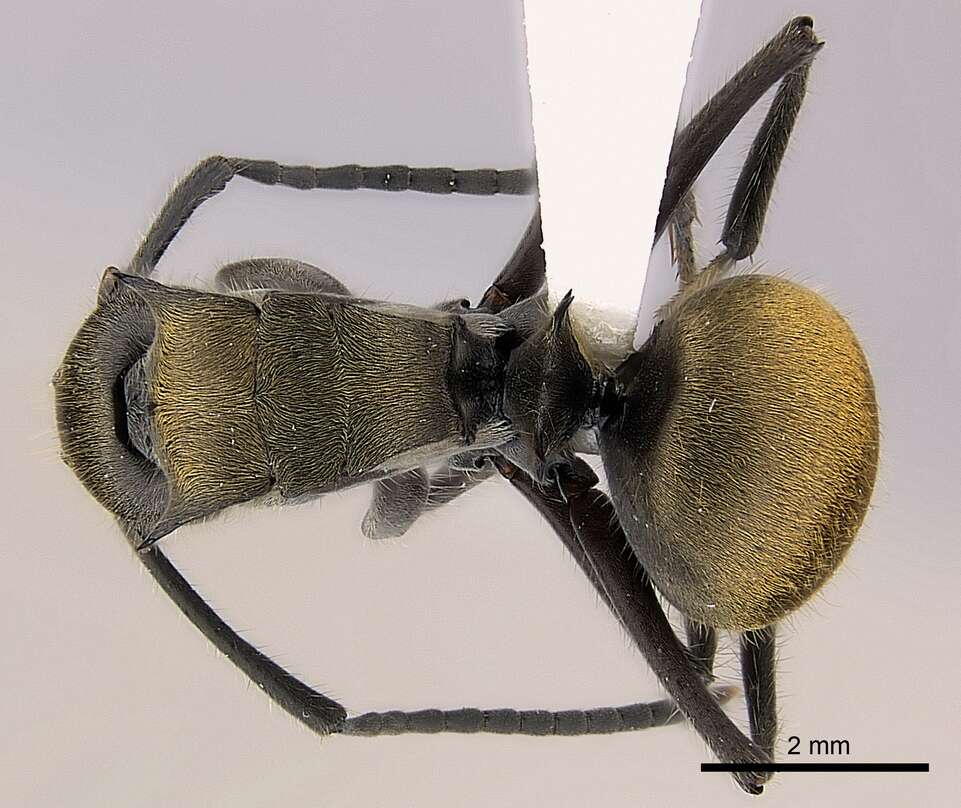 Image of Polyrhachis vigilans Smith 1858