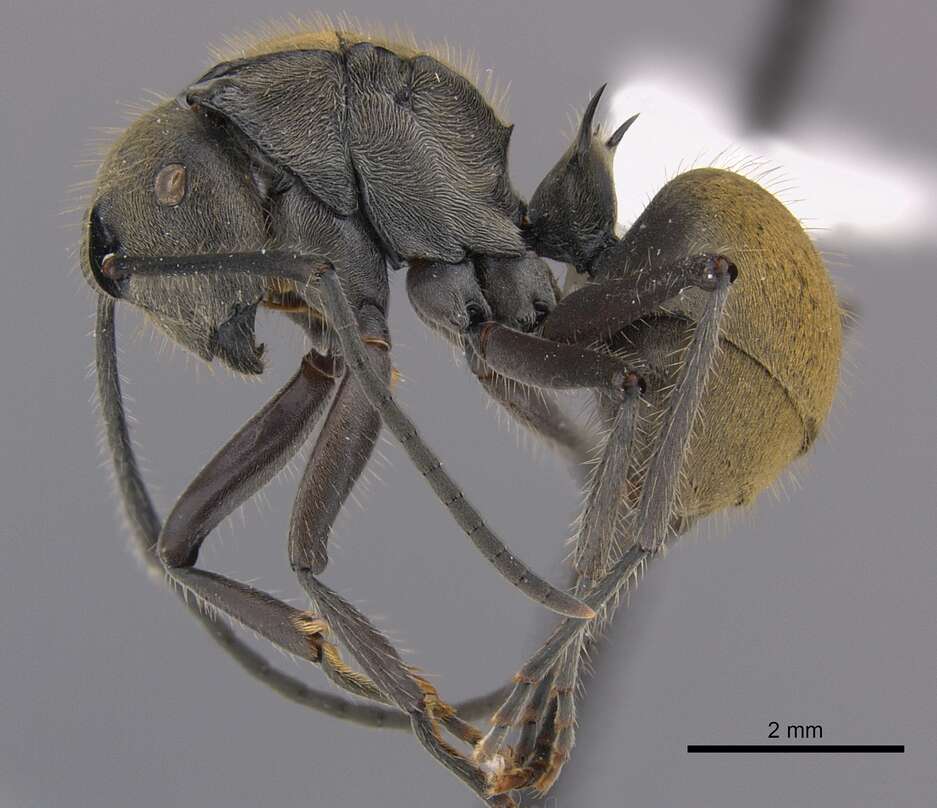 Image of Polyrhachis vigilans Smith 1858