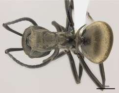 Image of Polyrhachis dives Smith 1857