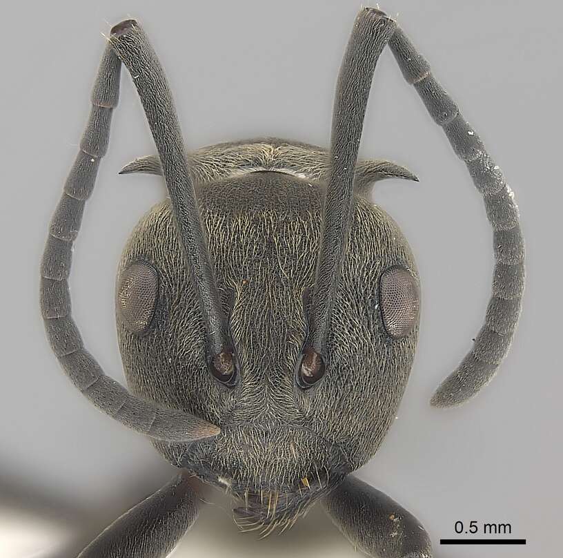 Image of Polyrhachis dives Smith 1857