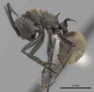 Image of Polyrhachis dives Smith 1857