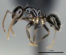 Image of Prolasius convexus McAreavey 1947