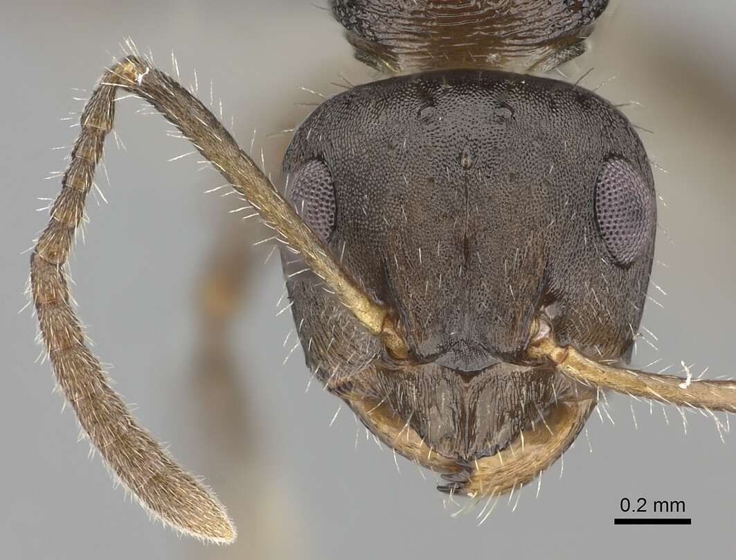 Image of Pseudonotoncus