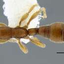 Image of <i>Leptanilloides erinys</i>