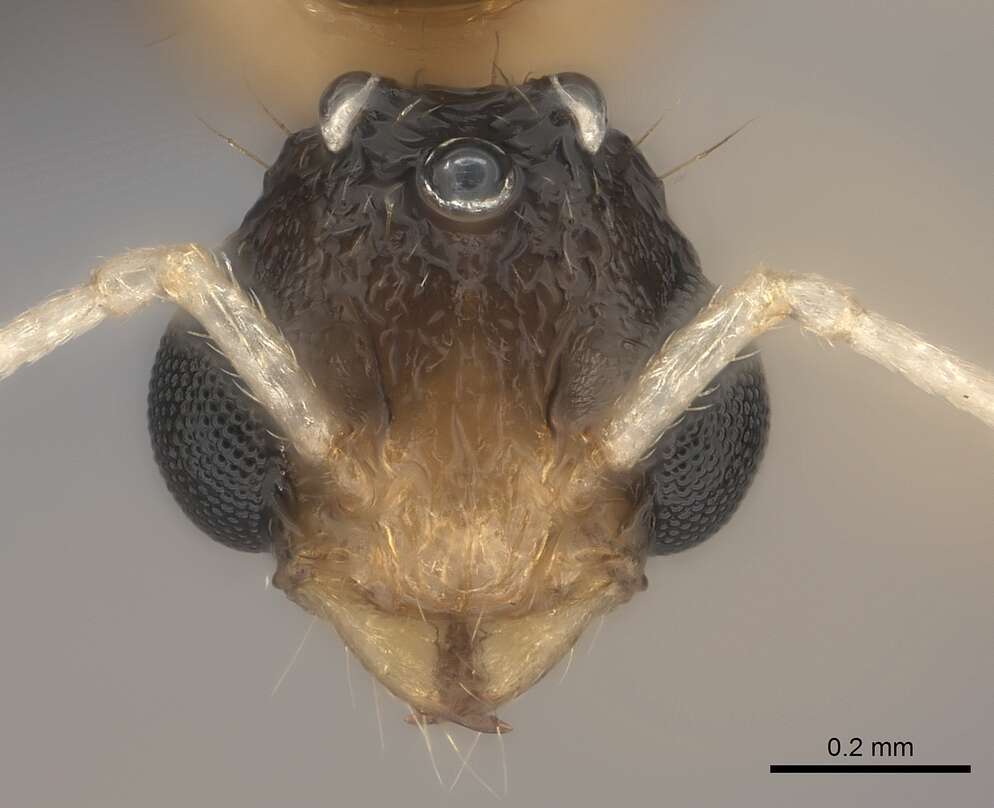 Image of Tetramorium notiale Bolton 1980