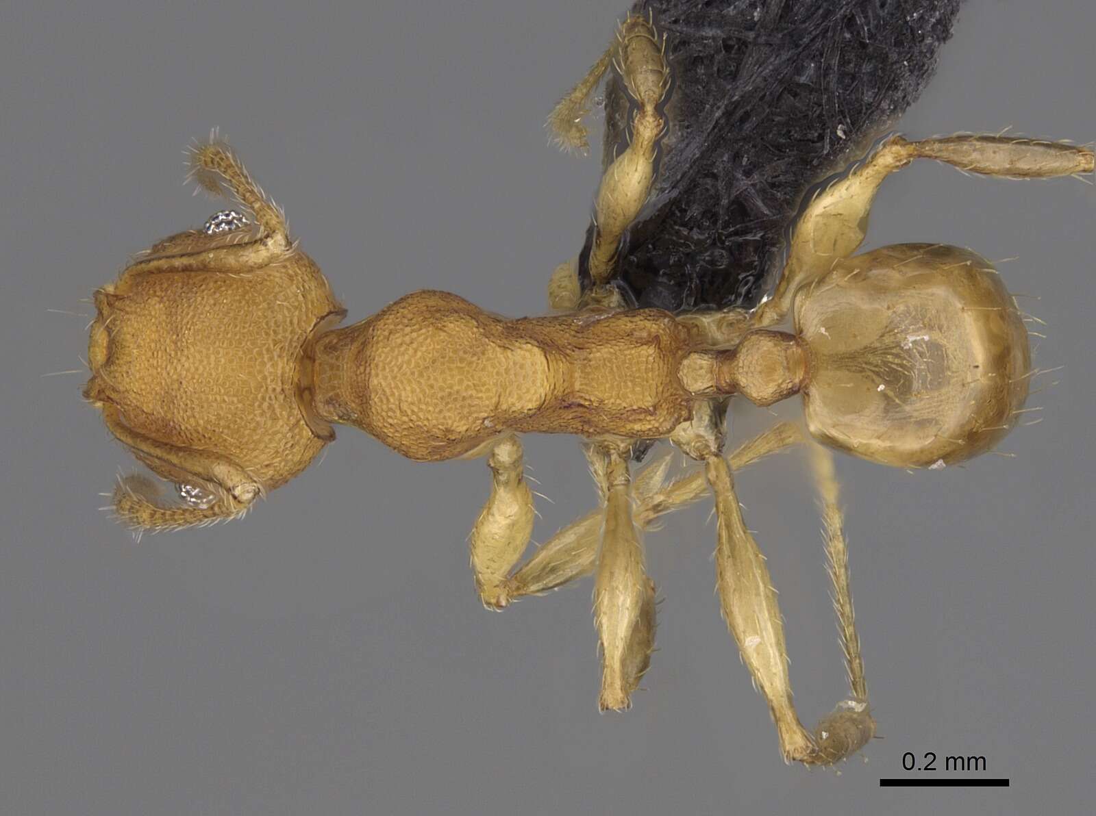 Pheidole bemarivoensis resmi