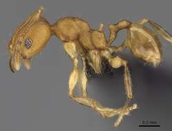 Pheidole bemarivoensis resmi