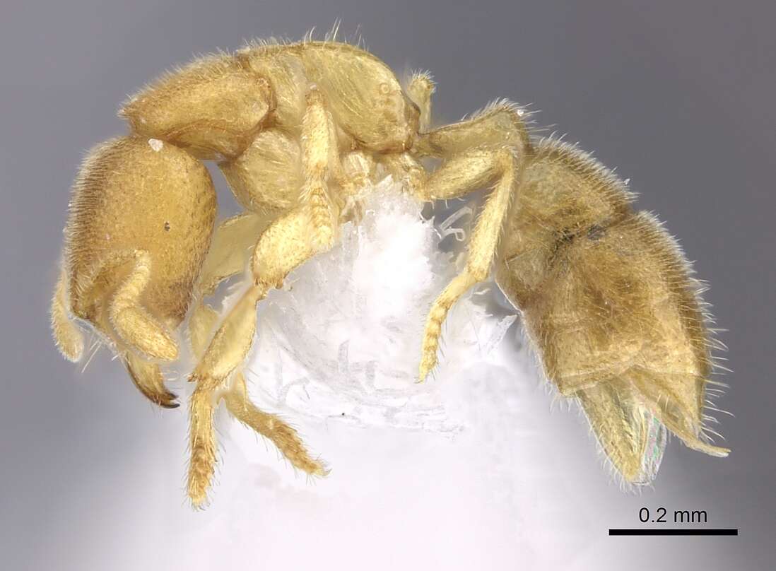 Image of <i>Prionopelta concenta</i>