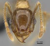 Image of Pheidole