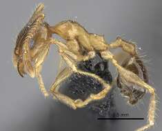 Image of Pheidole