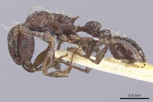 Image of Tetramorium pacificum Mayr 1870