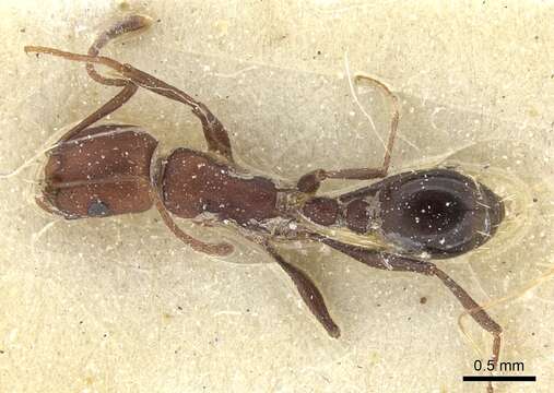 Image of Tetramorium