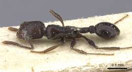 Image of Tetramorium