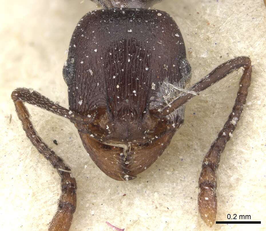 Image of Tetramorium