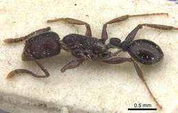 Image of Tetramorium