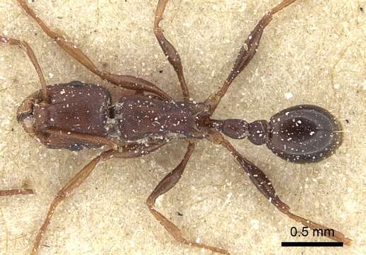 Image of Tetramorium