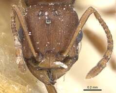 Image of Tetramorium