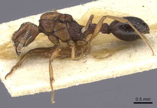 Image of Tetramorium