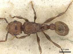 Image of Ant