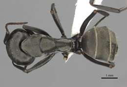 Plancia ëd Camponotus cinctellus (Gerstaecker 1859)