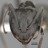 صورة Camponotus cinctellus (Gerstaecker 1859)