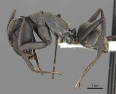 Plancia ëd Camponotus cinctellus (Gerstaecker 1859)