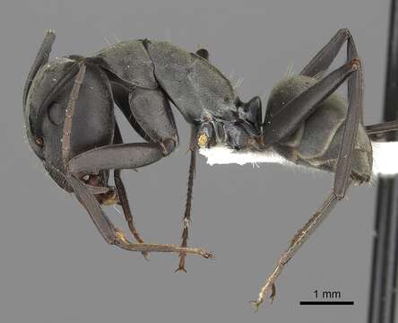 صورة Camponotus cinctellus (Gerstaecker 1859)