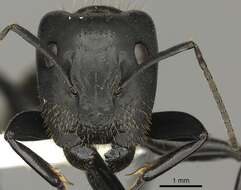 Image of Camponotus arminius Forel 1910