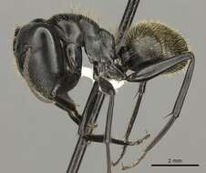 Image of Camponotus arminius Forel 1910