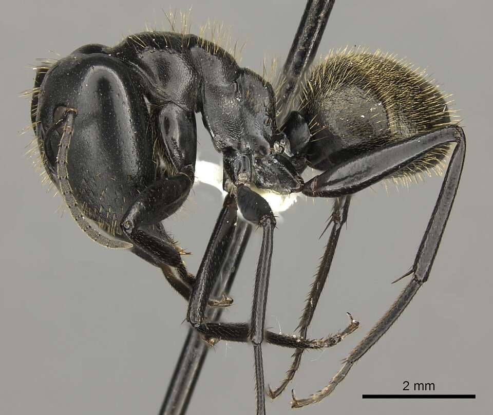 Image of Camponotus arminius Forel 1910