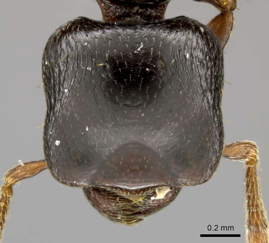 Plancia ëd Phalacromyrmex