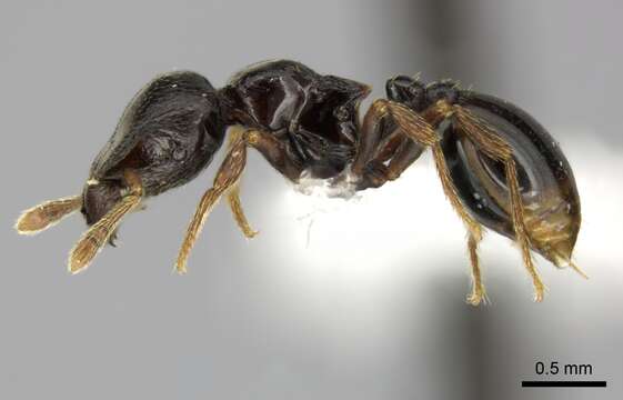 Plancia ëd Phalacromyrmex