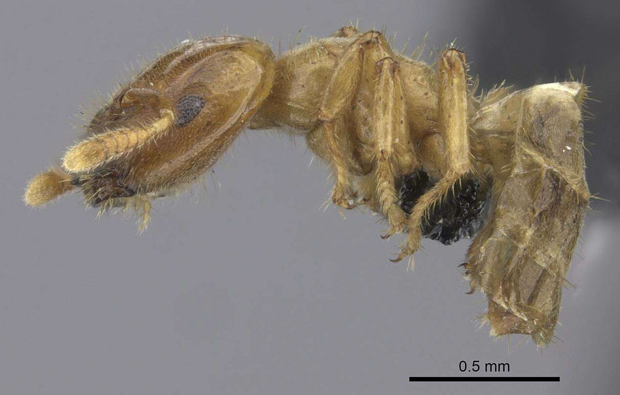 Image of Cladomyrma maschwitzi Agosti 1991