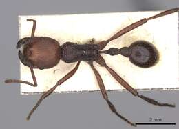 Imagem de <i>Pogonomyrmex serpens</i>