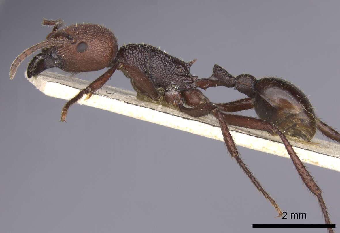 Imagem de <i>Pogonomyrmex serpens</i>