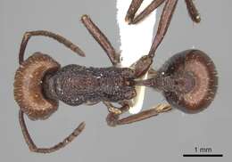 Imagem de <i>Pogonomyrmex serpens</i>