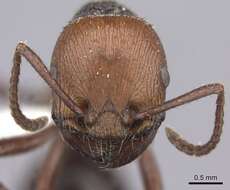 Imagem de <i>Pogonomyrmex serpens</i>