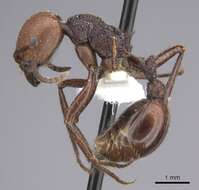 Imagem de <i>Pogonomyrmex serpens</i>