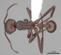 Imagem de <i>Pogonomyrmex serpens</i>