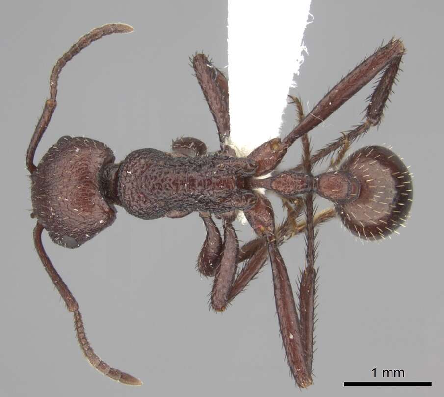 Imagem de <i>Pogonomyrmex serpens</i>