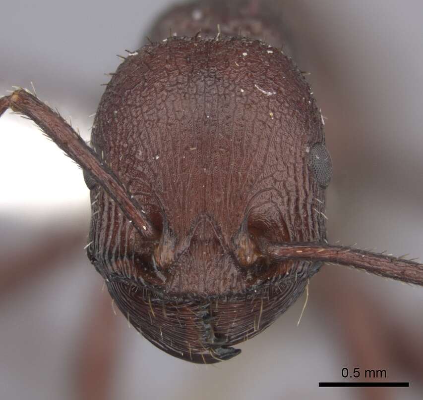 Imagem de <i>Pogonomyrmex serpens</i>