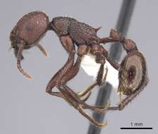 Imagem de <i>Pogonomyrmex serpens</i>