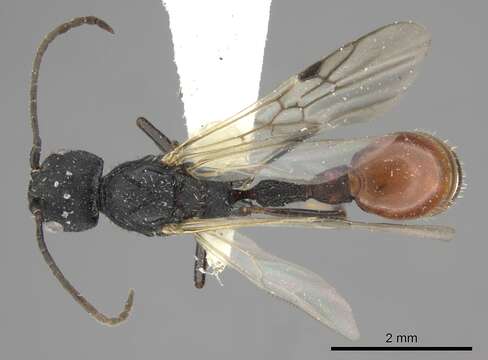 Image of Pogonomyrmex uruguayensis Mayr 1887