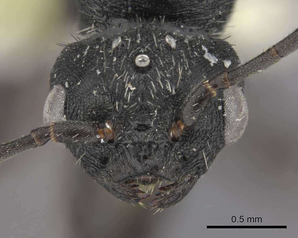 Image of Pogonomyrmex uruguayensis Mayr 1887