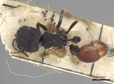 Image of Pogonomyrmex catanlilensis Gallardo 1931