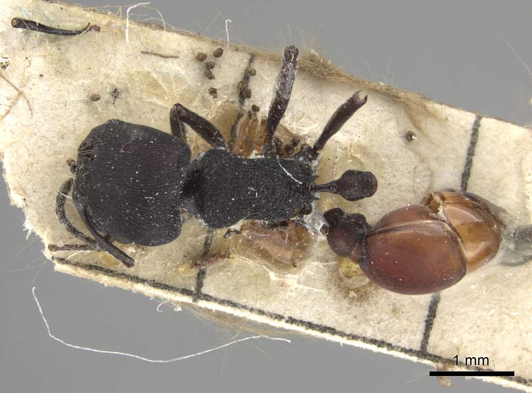 Image of Pogonomyrmex catanlilensis Gallardo 1931